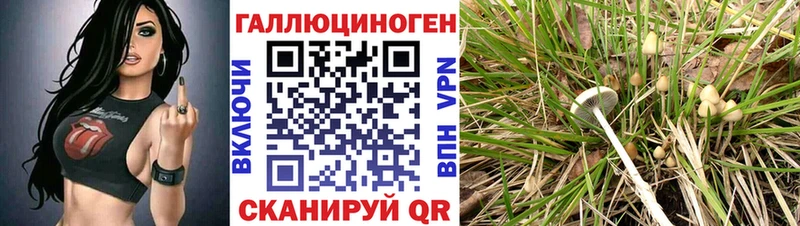 как найти   Череповец  Галлюциногенные грибы Psilocybine cubensis 